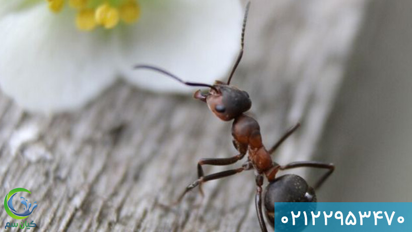 شرکت سمپاشی مورچه سم مورچه
